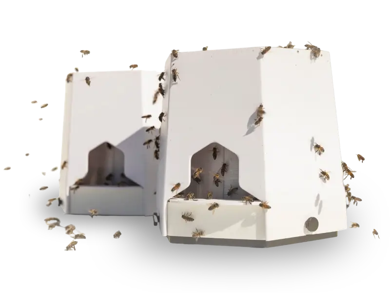 Bees flying around and entering white hive boxes on a transparent background.