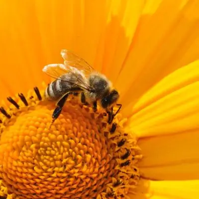 bee on a flower bee on a flower