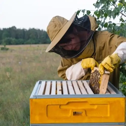 person with bees
