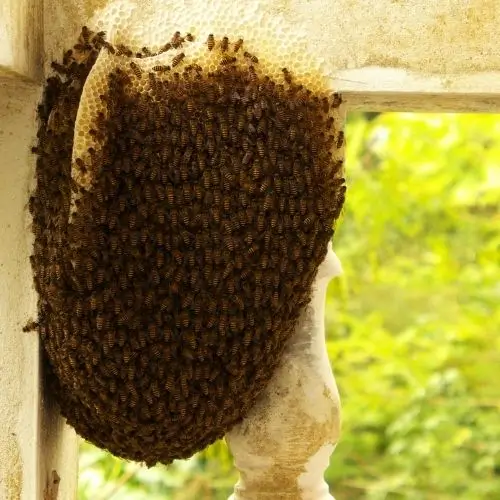 beehives