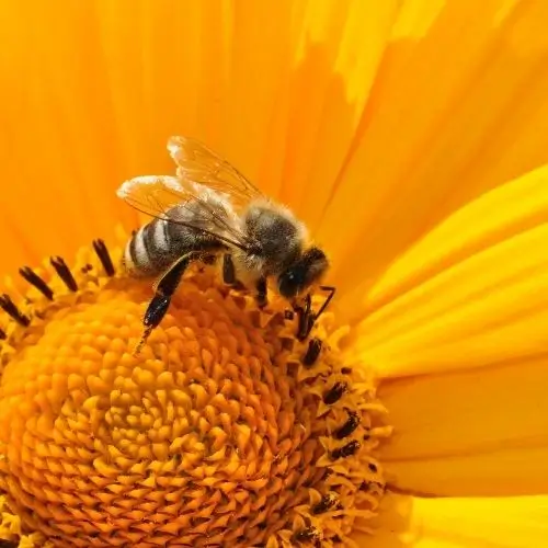 bee at sunflower