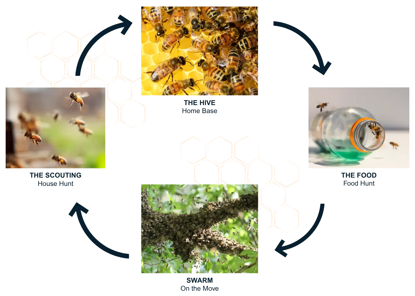 Illustration of the bee lifecycle with four labeled images: bees inside the hive (Queen lays eggs), bees flying out (Worker bees leave), bees swarming on a tree branch (Bees swarm), and bees attracted to a sugary drink bottle (Worker bees search for new home). Arrows and honeycomb icons connect each stage in a circular flow.